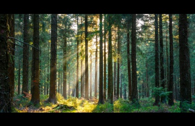 image d'une forêt traversée par le soleil
