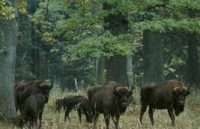 bisons en Pologne