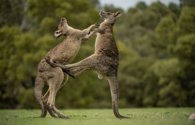 kangourous