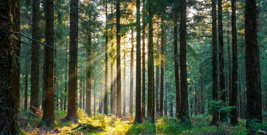 image d'une forêt traversée par le soleil