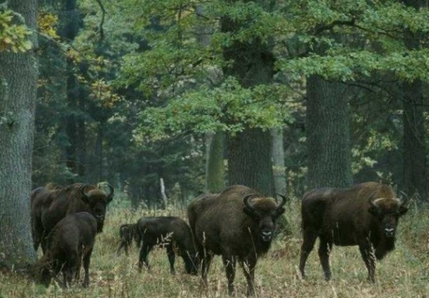 bisons en Pologne