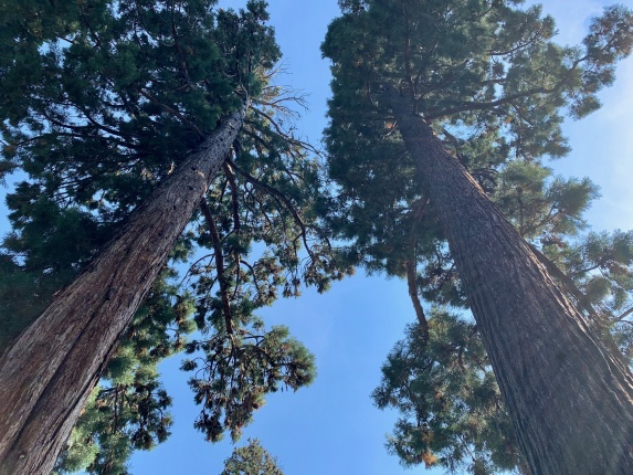Vue des séquoias géants du parc Barton